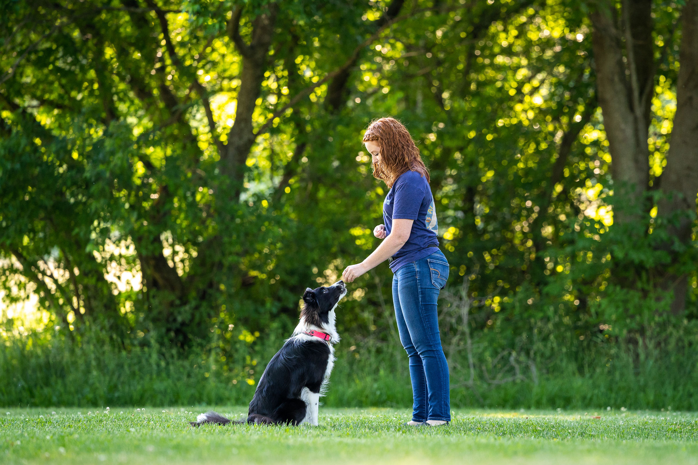 Training All Paws in Dog Training